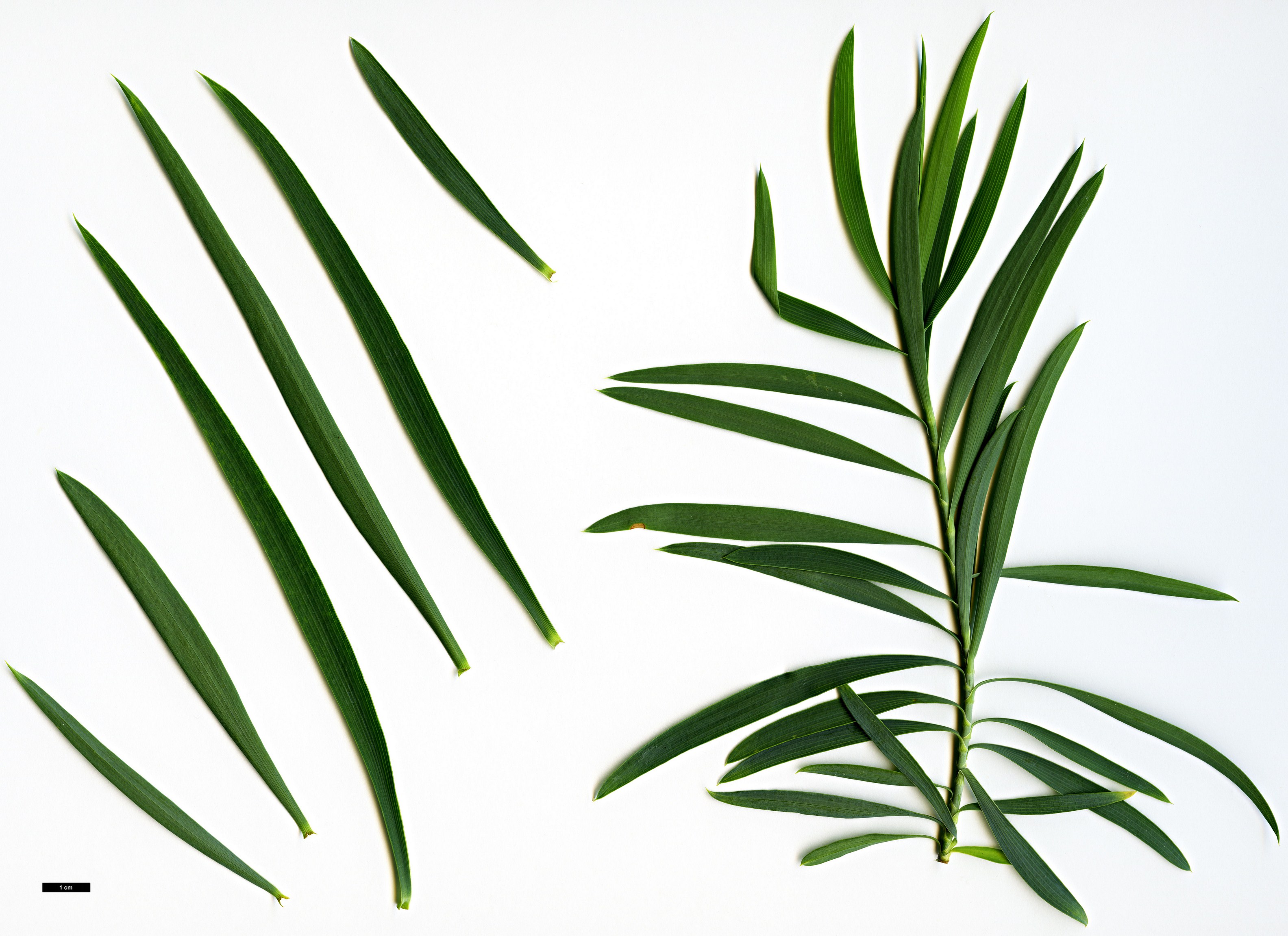 High resolution image: Family: Apiaceae - Genus: Bupleurum - Taxon: salicifolium